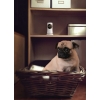 Bezprzewodowy monitor domu Philips In.Sight HD M120/10